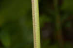 European columbine